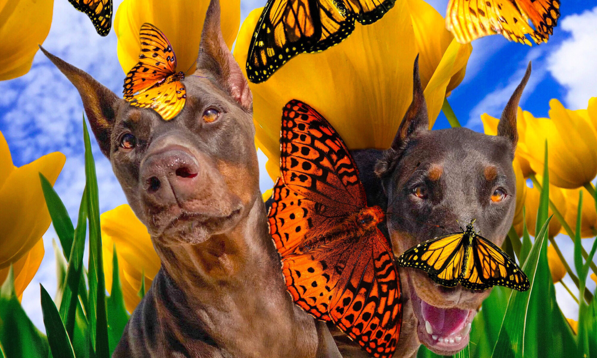 dog-and-butterflies